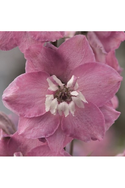 Сиренево-розовые цветки дельфиниума с белой серединой.